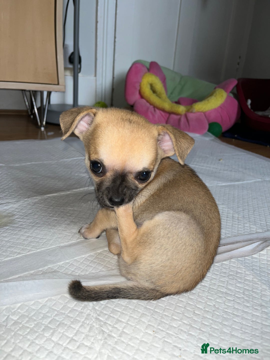Chihuahua dogs for sale: Pure bred Chihuahua puppies - Image 21