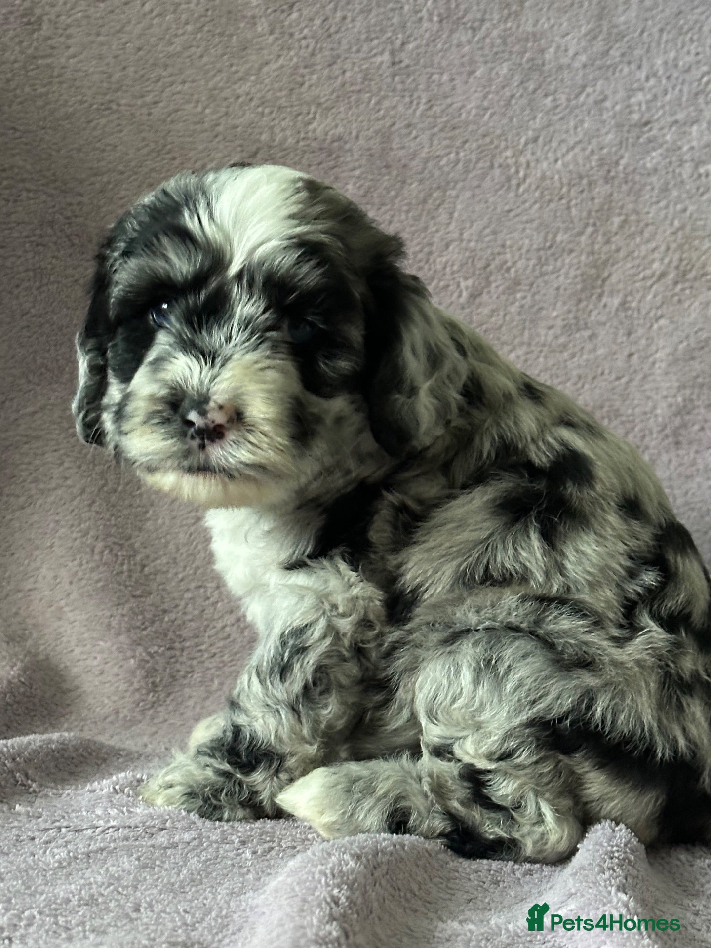 Mixed Breed dogs Unique sheepadoodle mix  - Advert 6