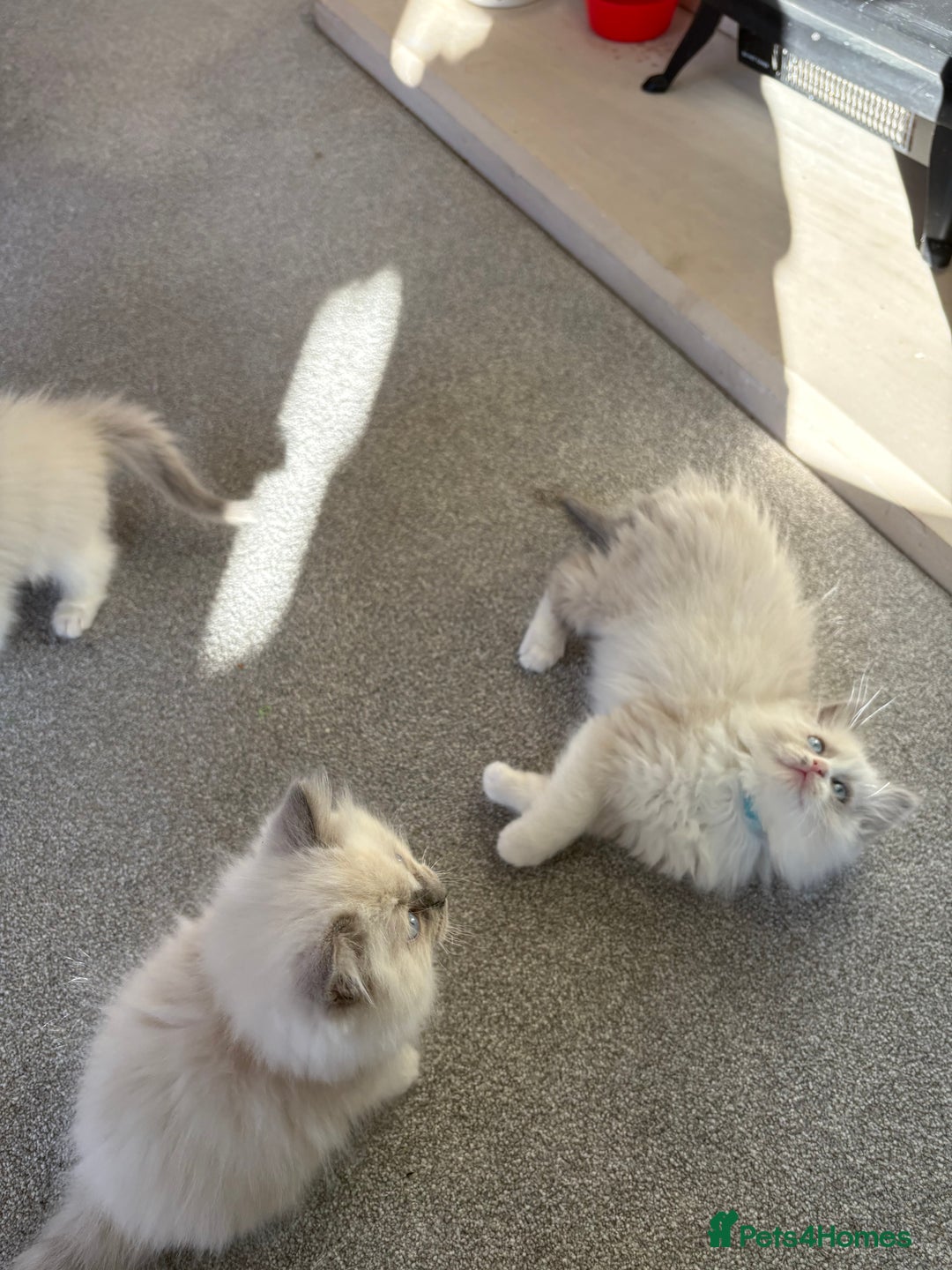 Ragdoll cats for sale: Blue GCCF pedigree Ragdoll kittens - Advert 15