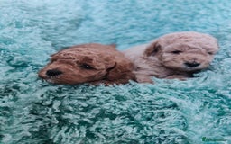 Cavapoo dogs for sale: Exquisite Cavapoo Boy and Girl, Red and Apricot,   - Image 10