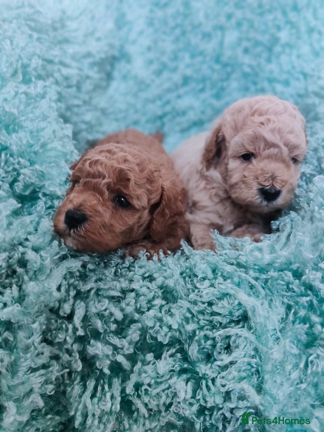 Cavapoo dogs for sale: Exquisite Cavapoo Boy and Girl, Red and Apricot,   - Image 10