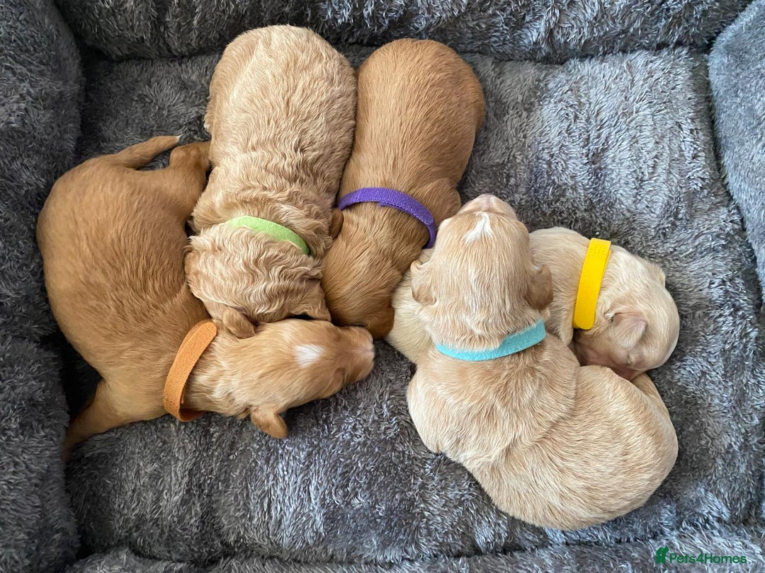 Maltipoo dogs for sale: DNA health tested maltipoo puppies  - Advert 1