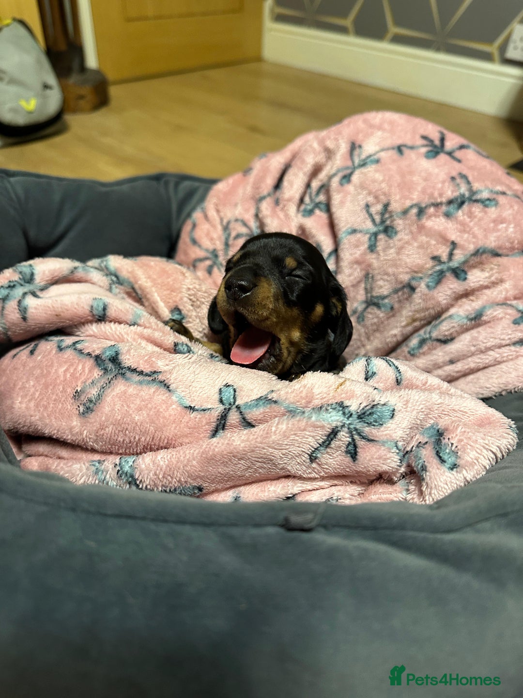 Miniature Dachshund dogs for sale: STUNNING SMOOTH SHORT HAIR MINIATURE DACHSHUND 💞 - Advert 10