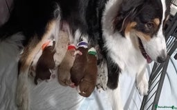 Australian Shepherd dogs for sale: Red Merle Australian Shepherd Puppy - Image 8