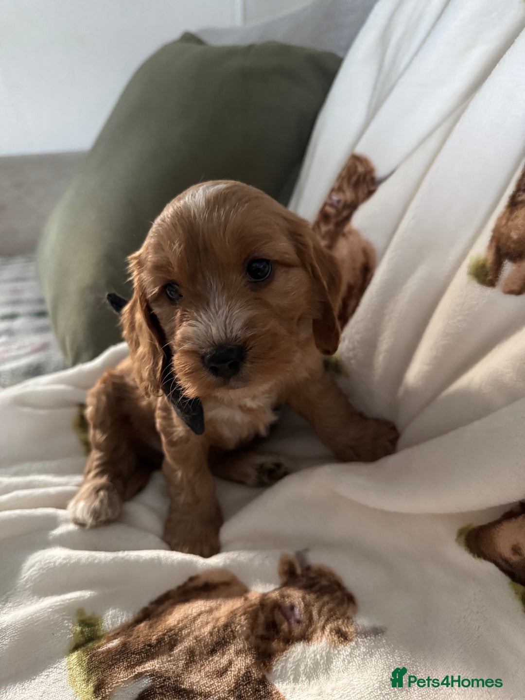 Cockapoo dogs for sale: Beautiful PRA-clear f1b puppies for sale  - Image 10