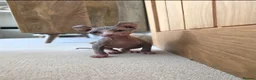 Sphynx cats for sale: 2 male Sphynx  - Advert 3