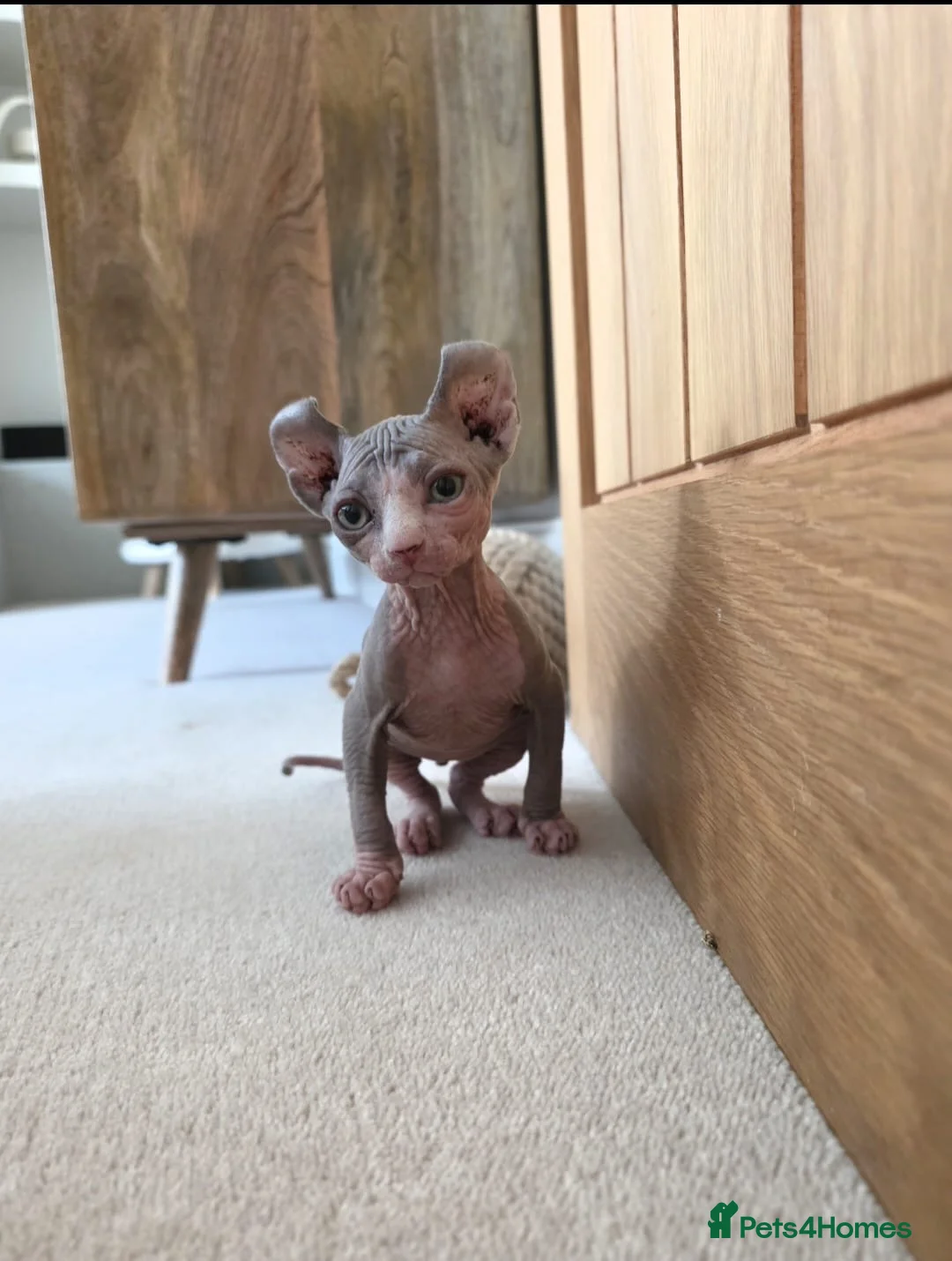 Sphynx cats for sale: 2 male Sphynx  - Advert 3