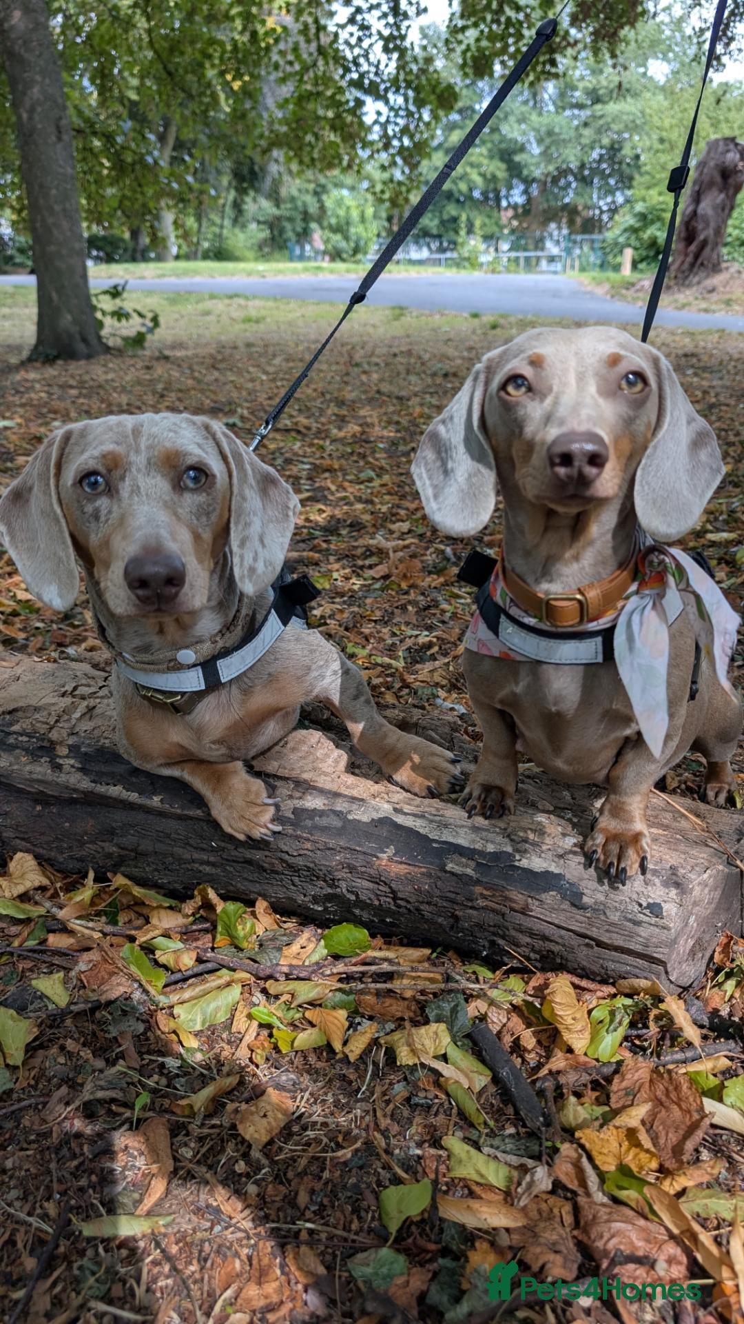 Miniature Dachshund dogs Gorgeous Purebred Miniature Dachshund Puppies - Advert 2