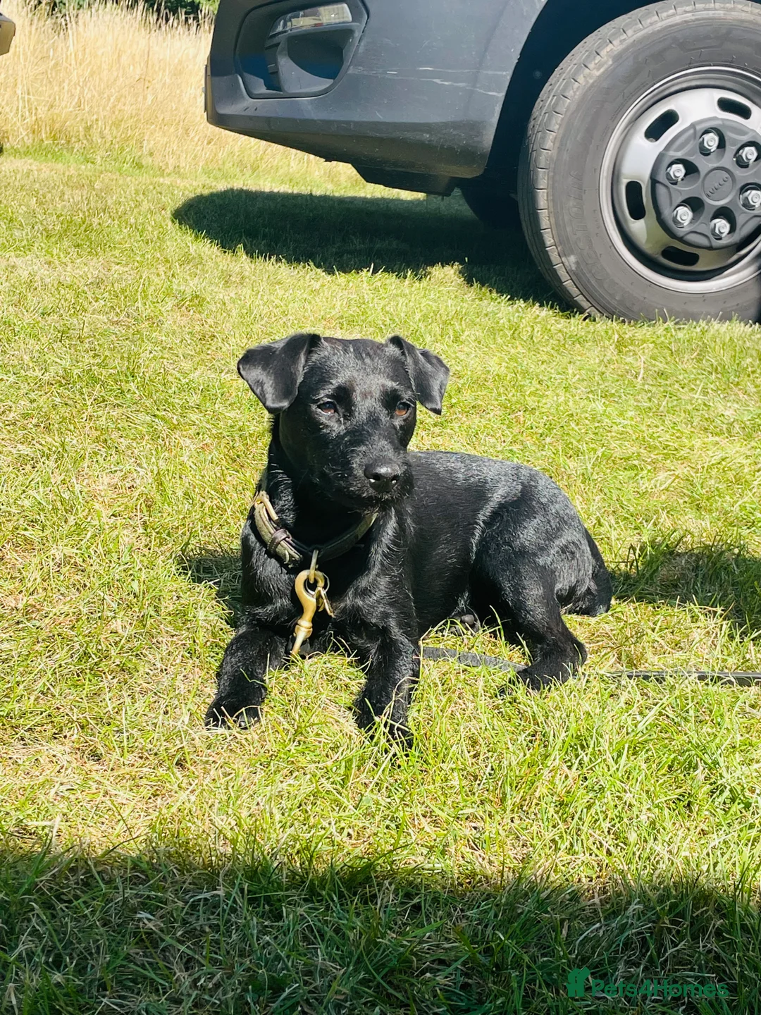 Patterdale Terrier dogs for sale: Beautiful Patterdale Girl  - Advert 1