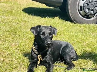 Patterdale Terrier dogs Beautiful Patterdale Girl - Advert 11