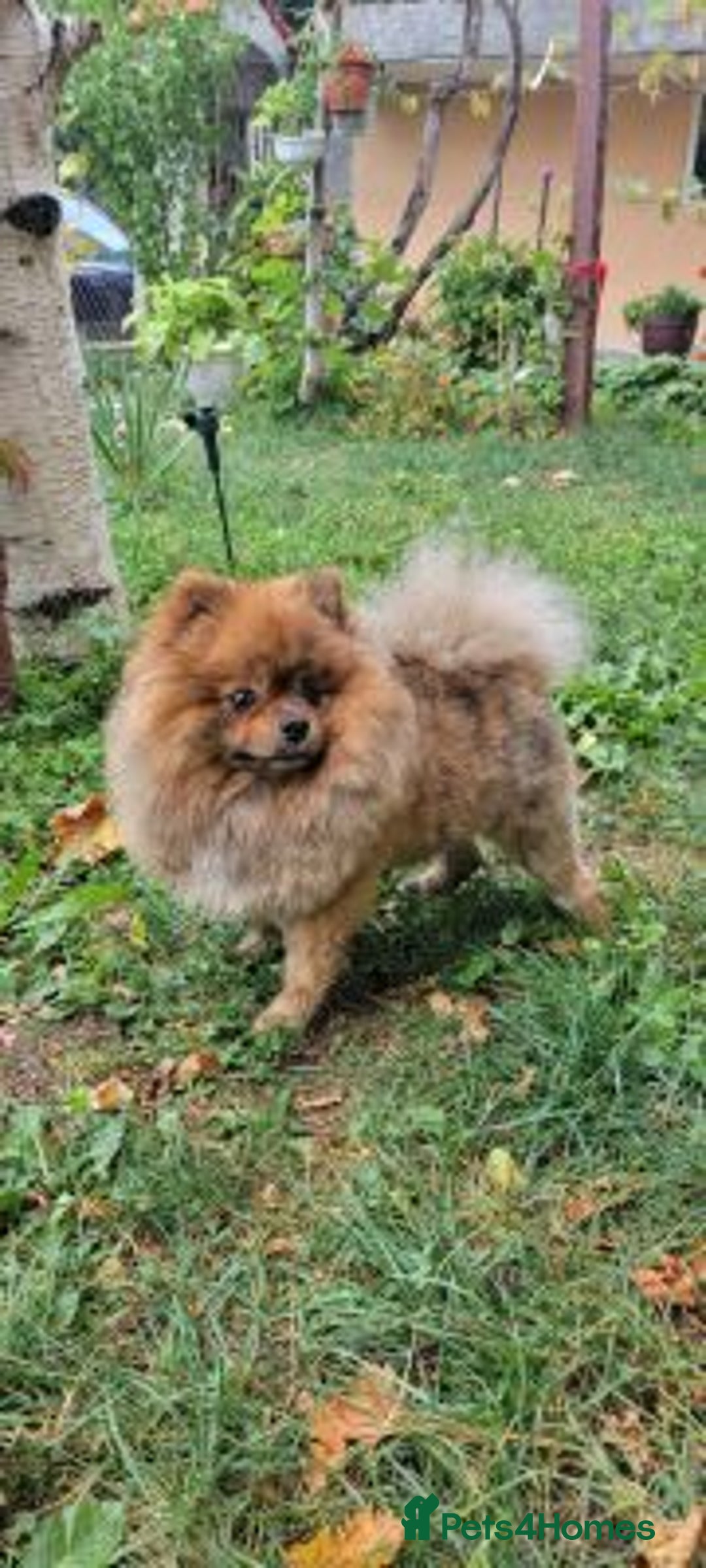 Pomeranian dogs for sale: Happy Pomeranian girl available - Advert 5