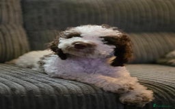Cockapoo dogs for sale: All Puppies now gone. Waiting list now open.  in Darwen - Image 2