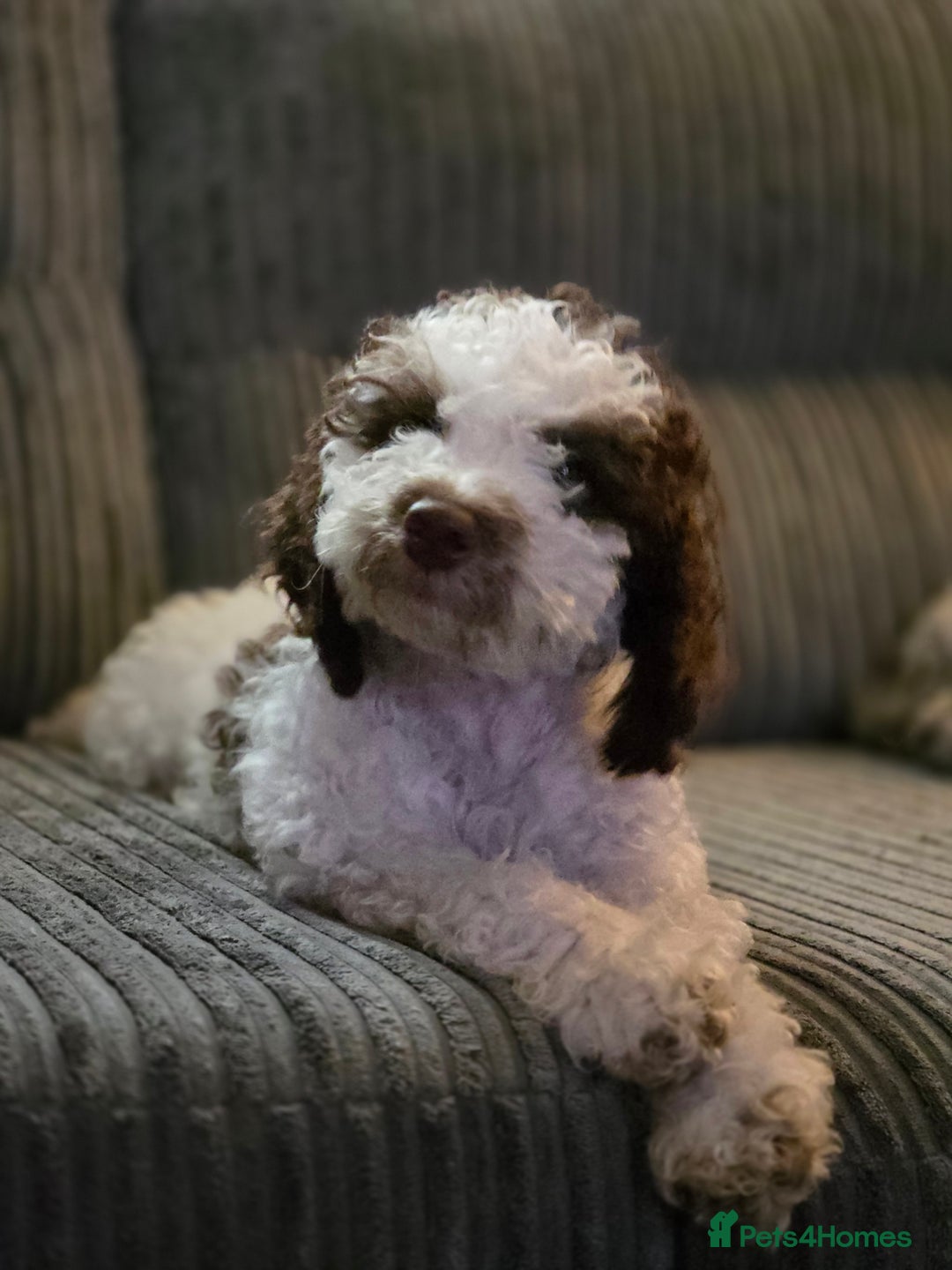 Cockapoo dogs for sale: All Puppies now gone. Waiting list now open.  in Darwen - Image 2