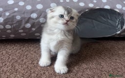Scottish Fold cats for sale: Lovely kittens looking for new family  - Image 3
