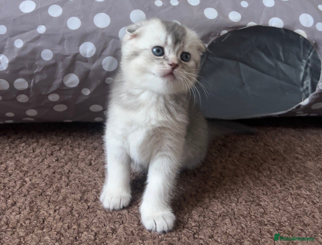 Scottish Fold cats for sale: Lovely kittens looking for new family  - Image 3