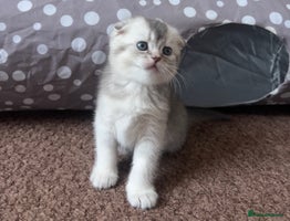 Scottish Fold cats - Advert 3