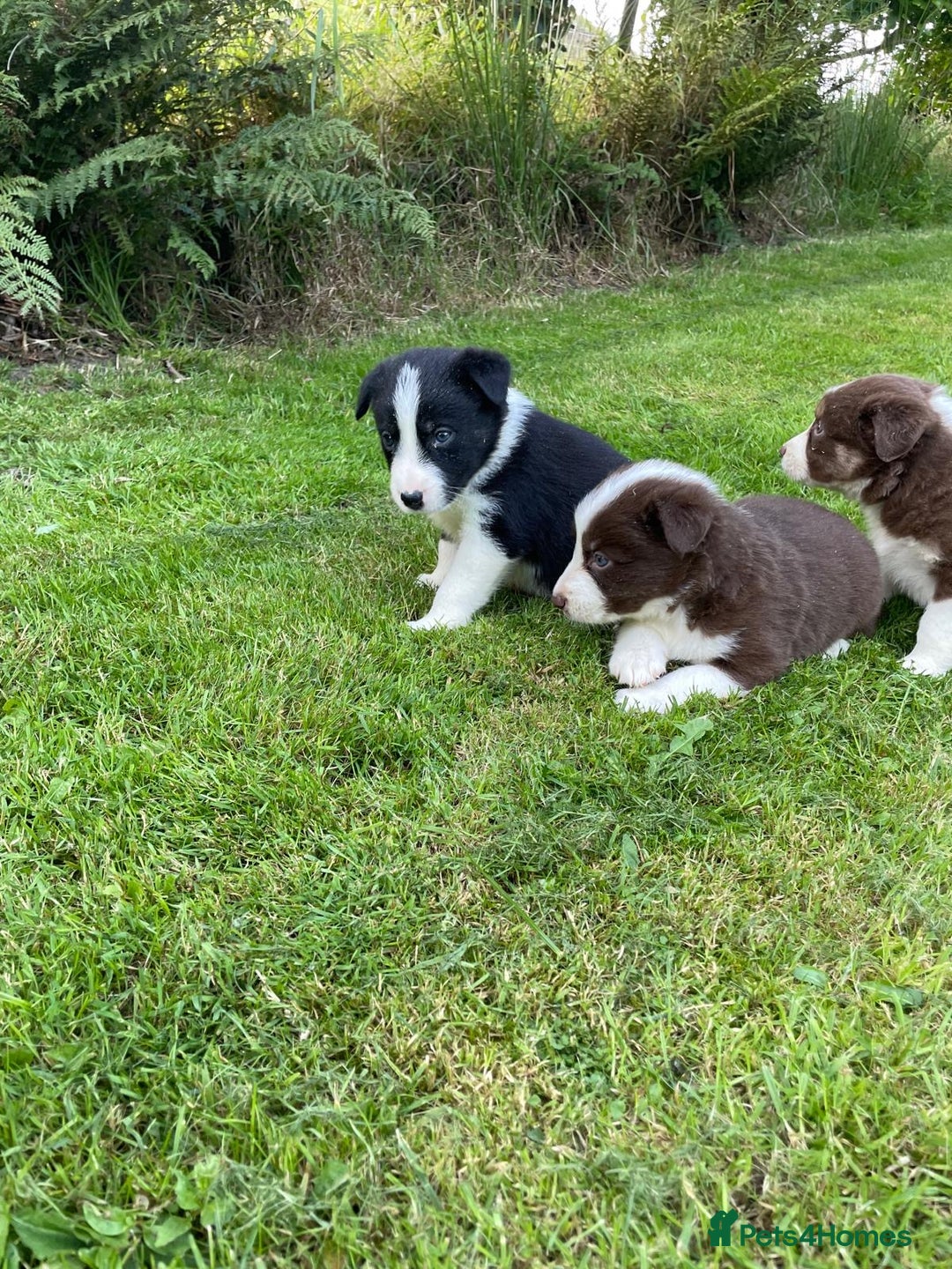 Border Collie dogs for sale: *BORDER COLLIE PUPPIES*⚫️⚪️🟤 - Image 8