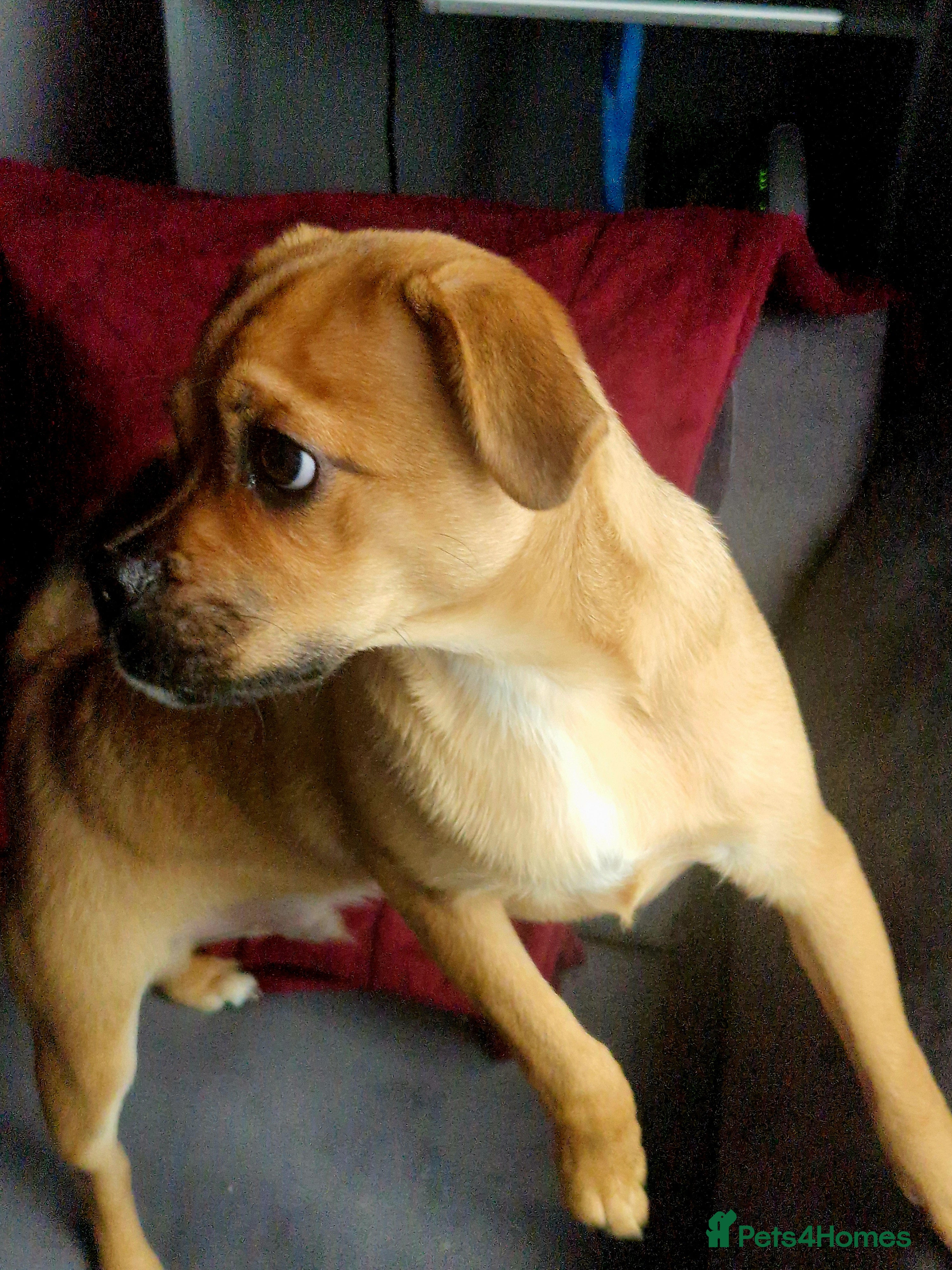 Jug dogs Beautiful Jug 5 months old - Advert 3