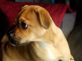 Jug dogs Beautiful Jug 5 months old - Advert 1