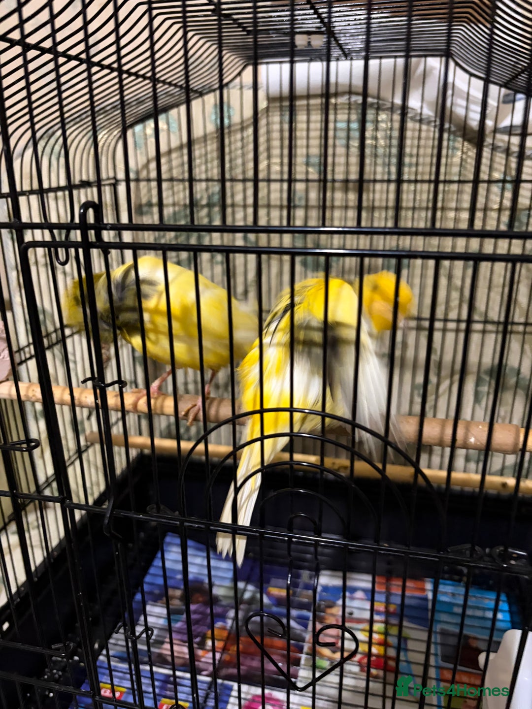 Canaries birds for sale: Border buff pair canaries  - Advert 12