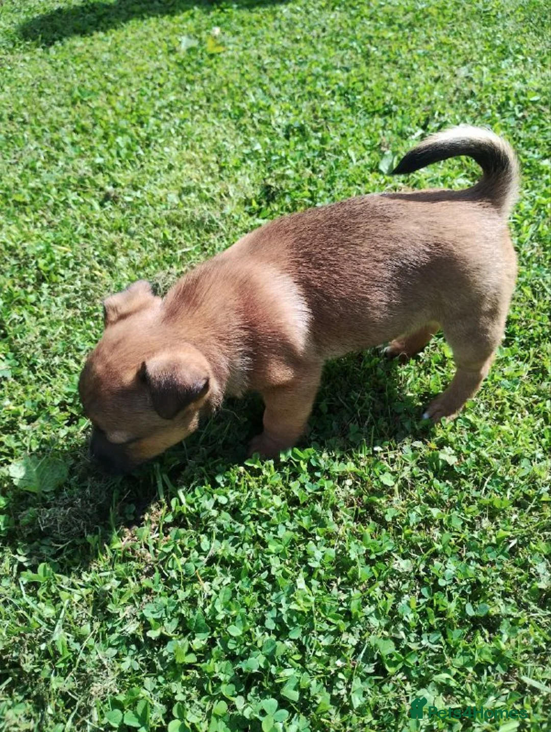 Jack Russell dogs for sale: JACK RUSSEL PUPPIES in London - Advert 10