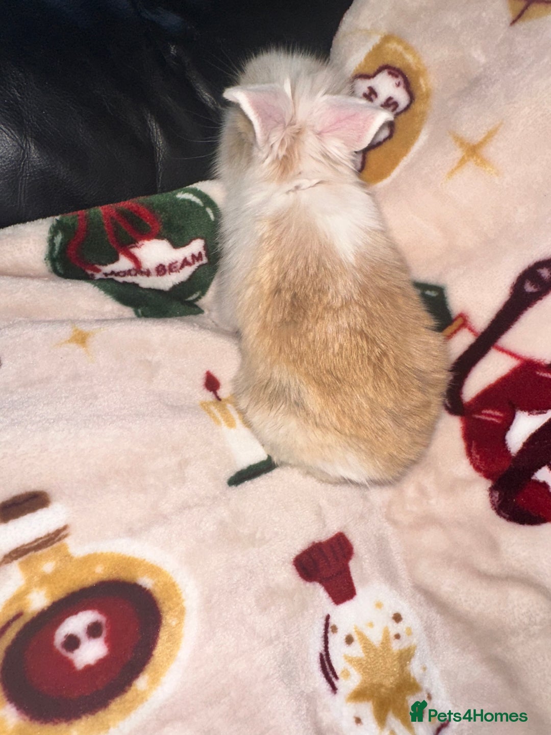 Mini Lop rabbits for sale: Adorable Baby Mini Lops Looking for Loving Homes - Advert 12