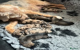 Border Terrier dogs for sale: Stunning Border Teddies - Image 10