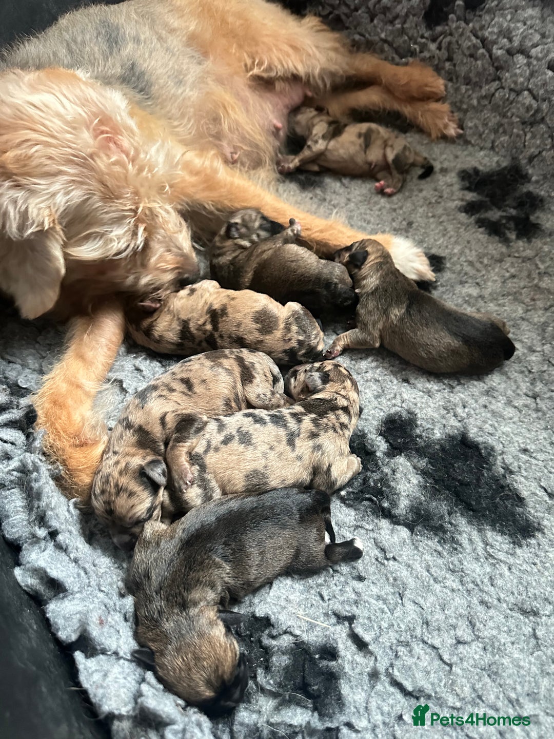 Border Terrier dogs for sale: Stunning Border Teddies - Image 10