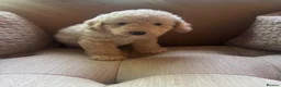 Cavapoo dogs for sale: Exceptional curly coat health tested cavapoo pups in Otley - Advert 14