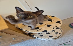 Burmese cats for sale: Gorgeous Pedigree Female Burmese Kittens - Image 15