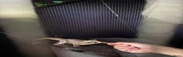 Sugar Glider rodents for sale: Female Sugar gliders with cage - Advert 1