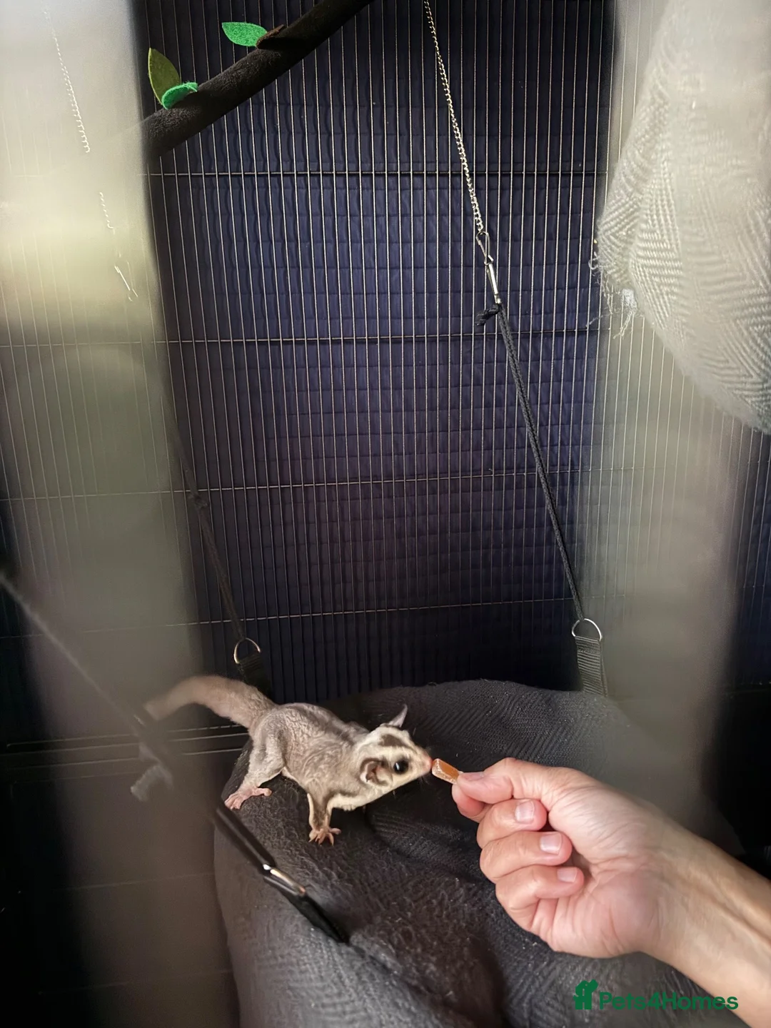 Sugar Glider rodents for sale: Female Sugar gliders with cage - Advert 1