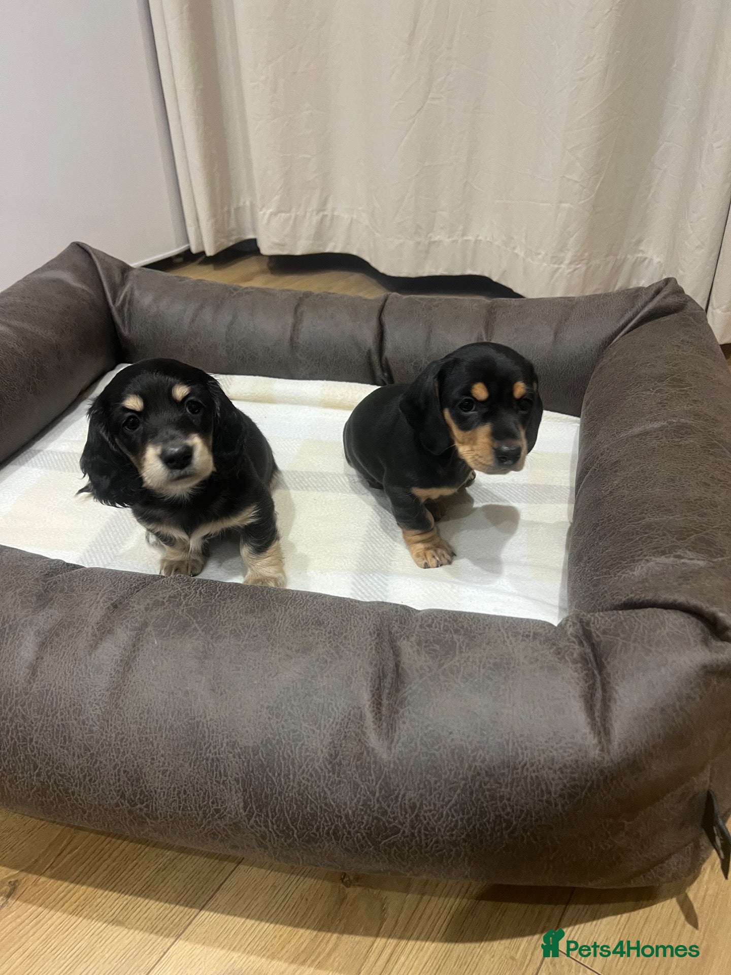 Miniature Dachshund dogs Stunning Miniature Daschund Puppies - Advert 13