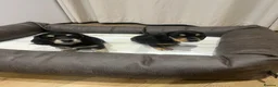 Miniature Dachshund dogs for sale: Stunning Miniature Daschund Puppies - Advert 1