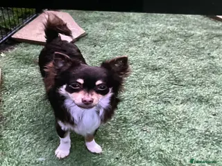 Chihuahua dogs Chihuahua - Advert 11