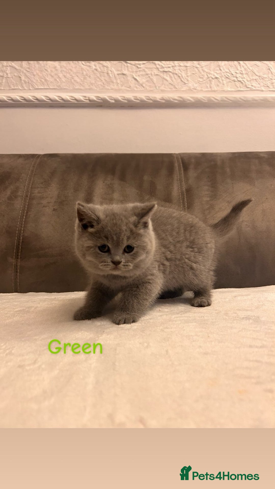British Shorthair cats for sale: Beautiful British Shorthair kittens for sale😻😻 - Advert 6