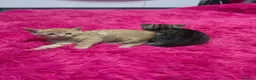 Mixed Breed cats for sale: Beautifull kittens ready to go  - Advert 33