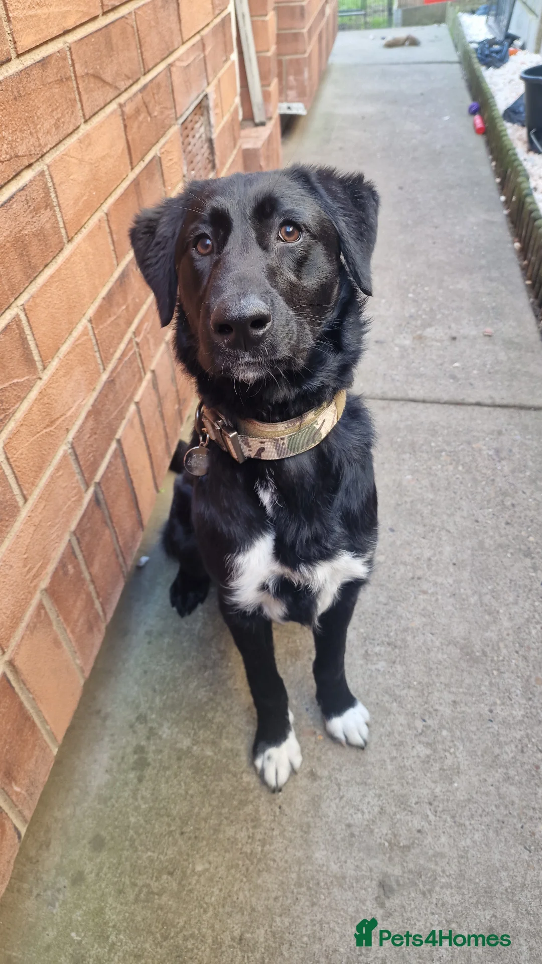 Borador dogs for sale: Borador boy (Lab x Border Collie) - Advert 2