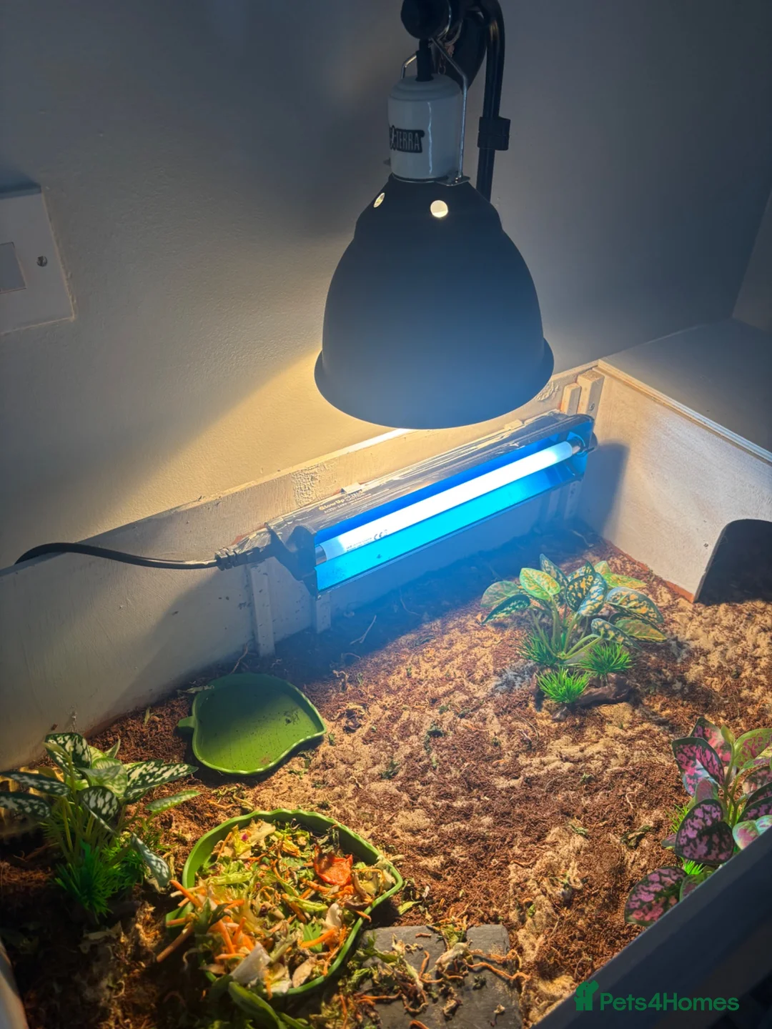 Tortoise reptiles for sale: Horsefield tortoise in Liverpool - Advert 2