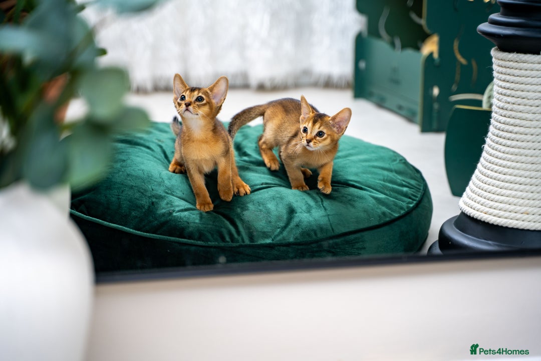 Abyssinian cats for sale: Elegant Abyssinian Kittens Champion Lines 🏆 🥇  - Image 6