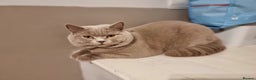 British Shorthair cats for stud: Proven Stud - British lilac Shorthair - Advert 4