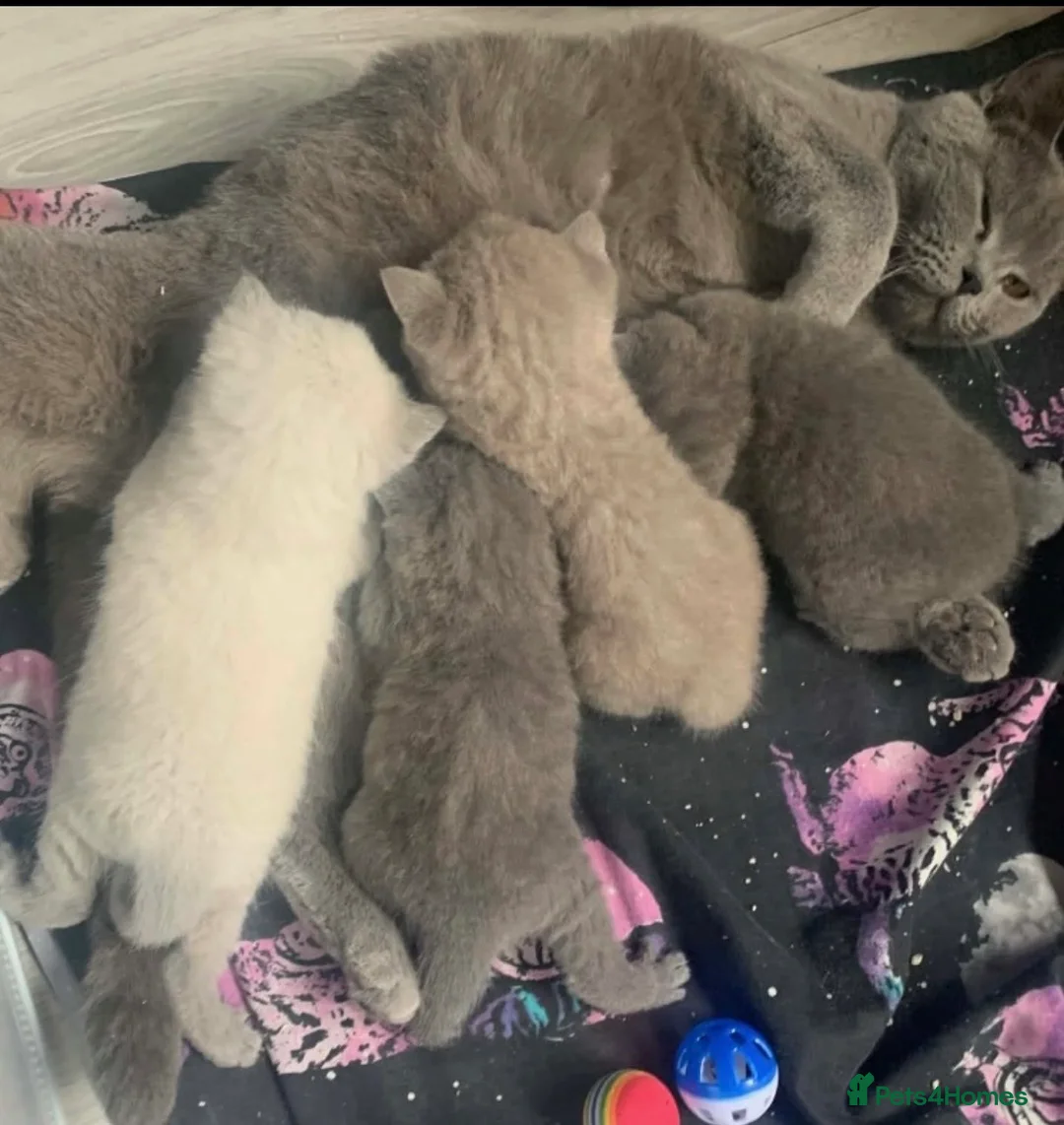 British Shorthair cats for sale: Gorgeous British shorthair kittens 💙 💙 🩷 🩷  - Advert 2