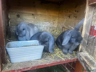 Mini Lop rabbits Mini loop - Advert 6