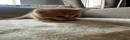 Mixed Breed cats for sale: Beautiful little boys  - Advert 8