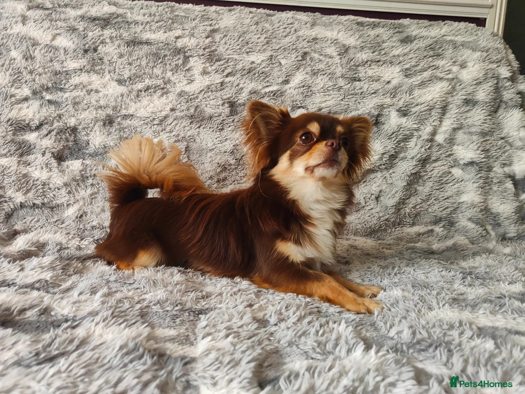 Chihuahua dogs for stud: STUD: Long Coat Chocolate Boy in Aldershot - Advert 15