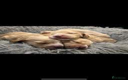 Cocker Spaniel dogs for sale: READY TO LEAVE 5 Golden Show Cocker Spaniels!  in Stanley - Image 11