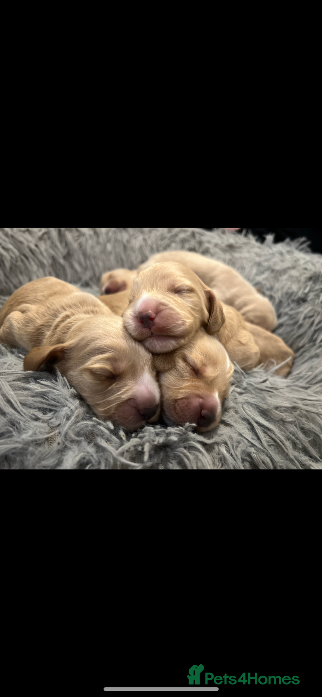 Cocker Spaniel dogs for sale: READY TO LEAVE 5 Golden Show Cocker Spaniels!  in Stanley - Image 11