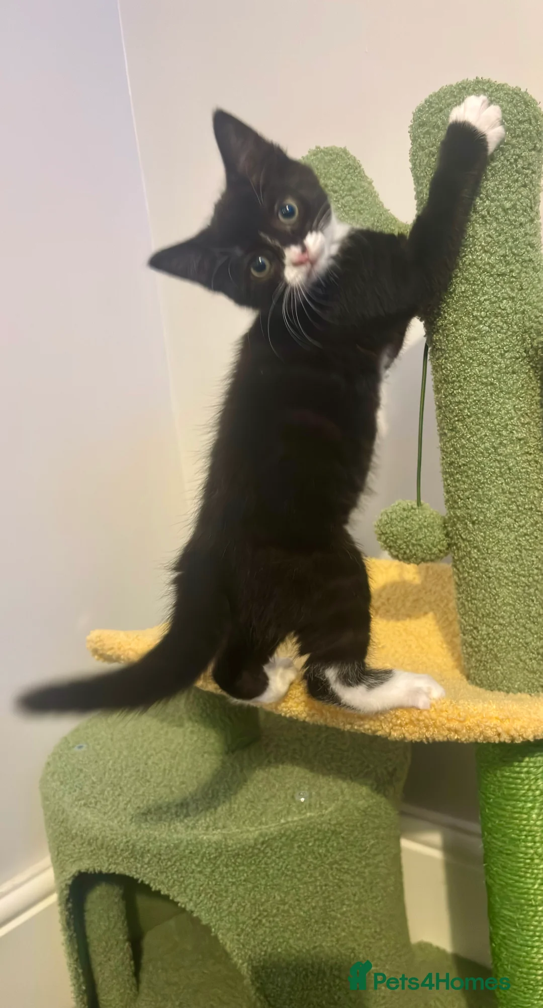 British Shorthair cats for sale: 6 month old female cat - Advert 1