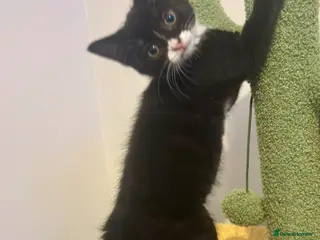 British Shorthair cats 6 month old female cat - Advert 1