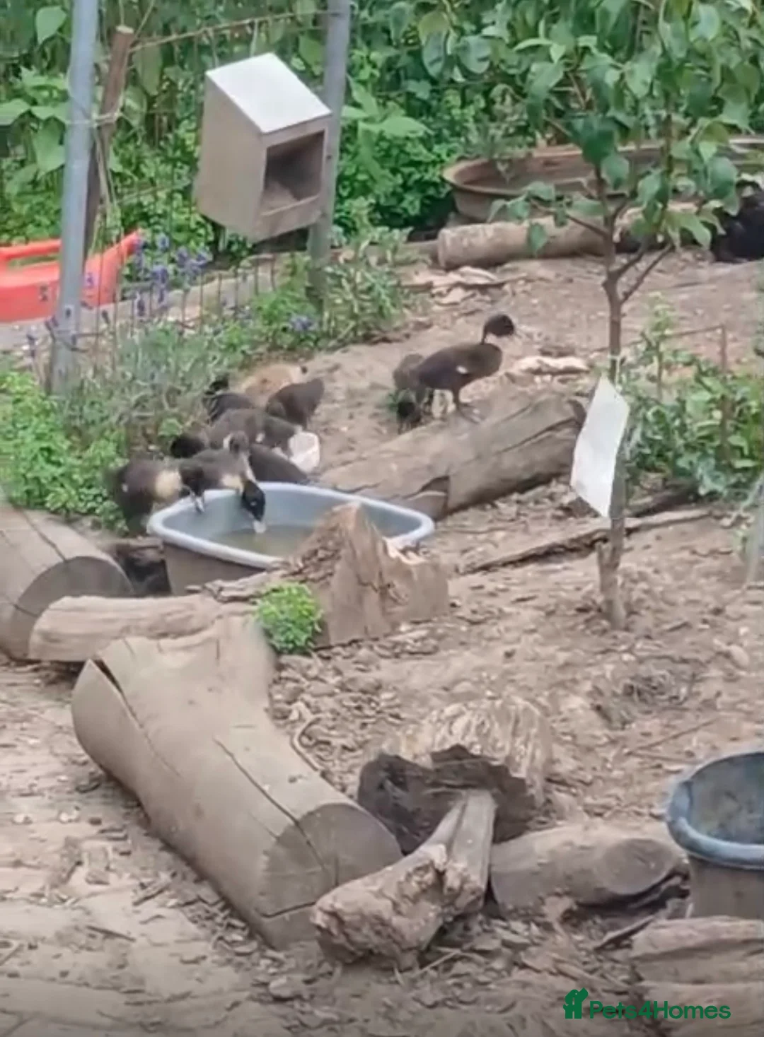 Waterfowl poultry for sale: Mixed breed mallard / Dutch hook bill cross in Doncaster - Advert 4